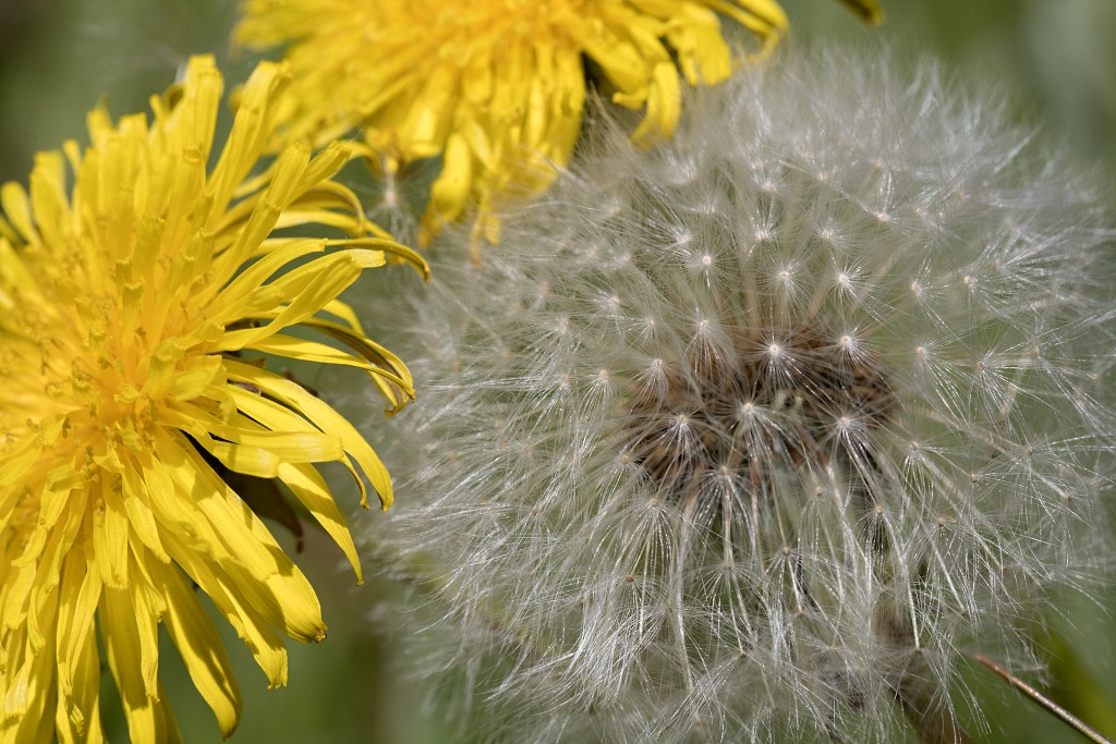 bloemen bloem hdr natuur flora roos rozen tulp tulpen orchidee orchideeen zonnebloem geranium cannabis marihuana wiet hennep sativa indica